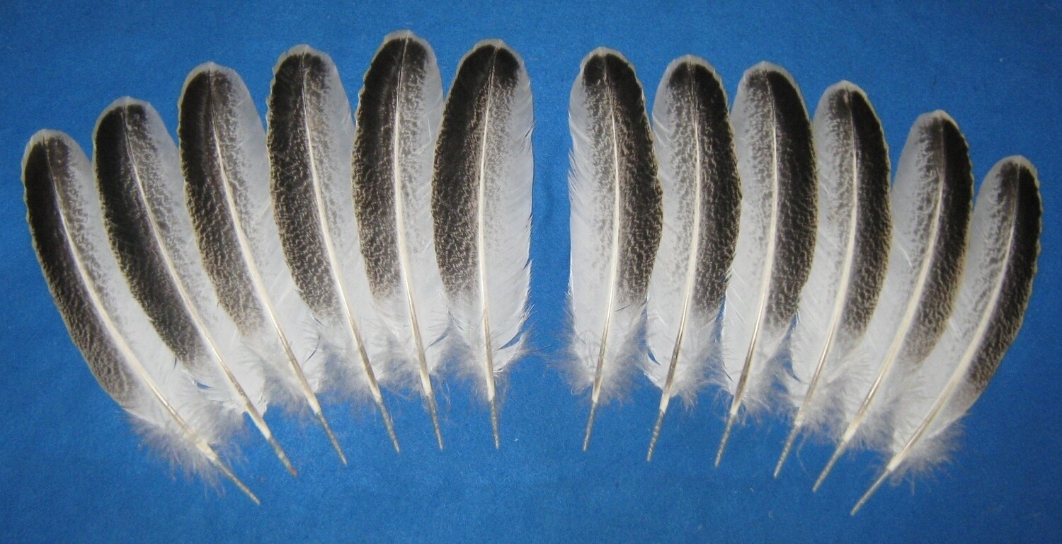 Pencilled Palm Secondary Wings