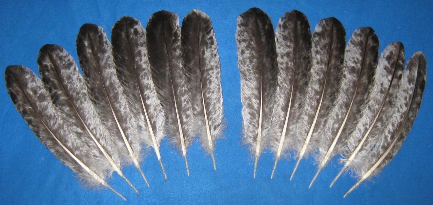 Silver Dapple Secondary Wings