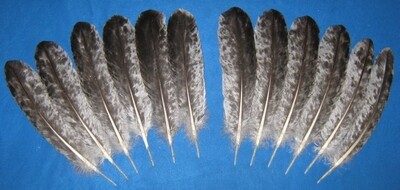 Silver Dapple Secondary Wings