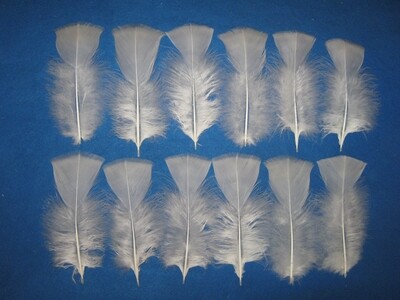 White T-Base