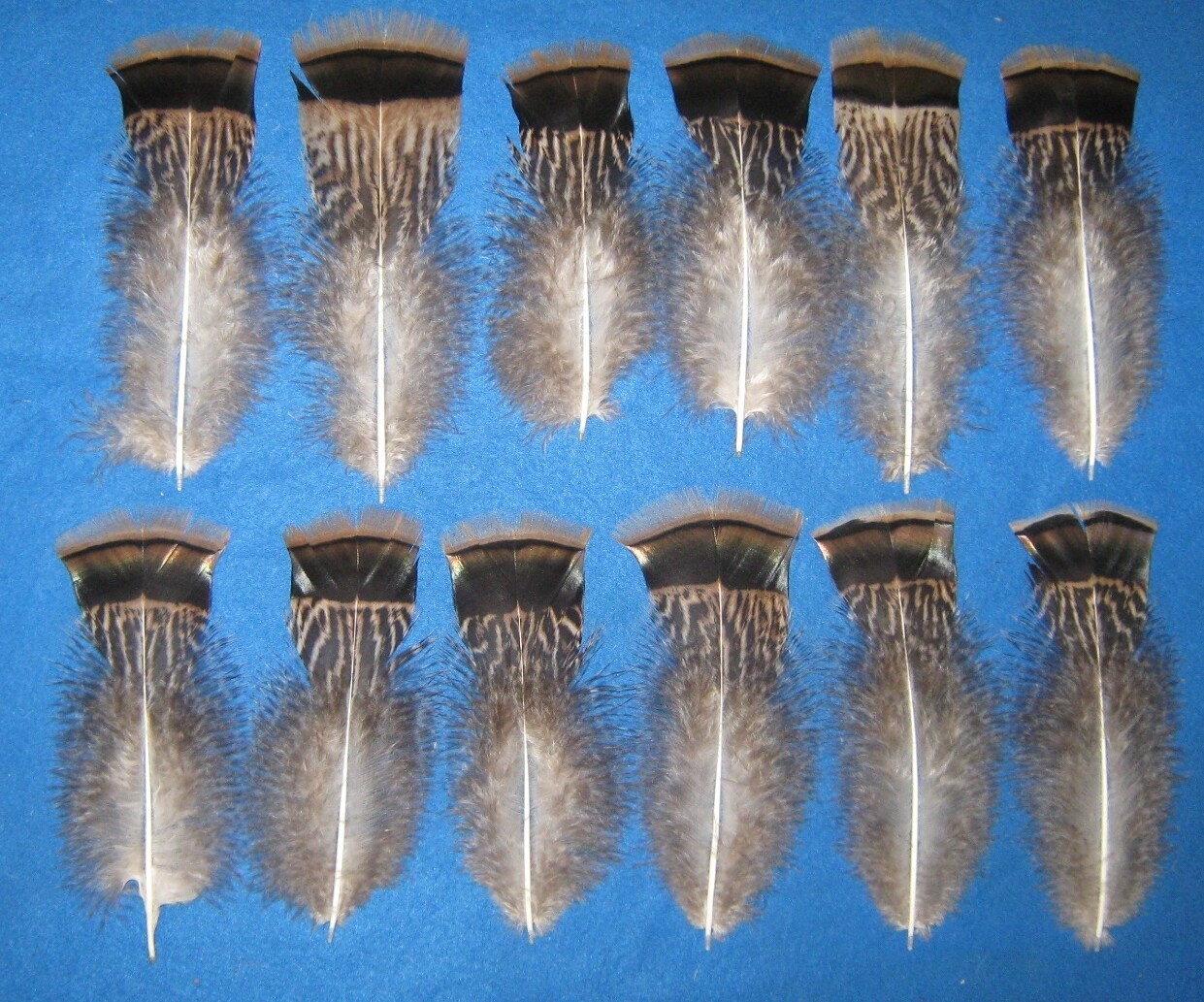 Tiger Bronze T-Base