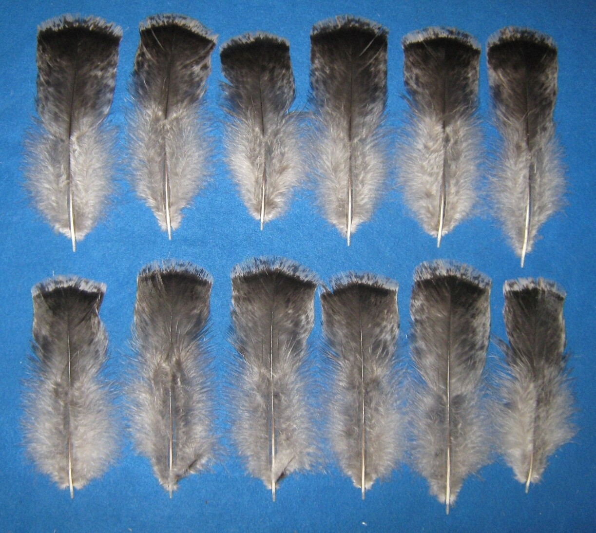 Silver Dapple T-Base
