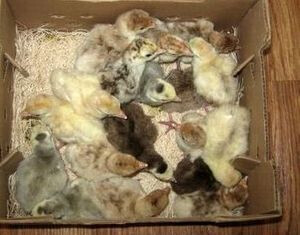 Turkey Poults for Sale