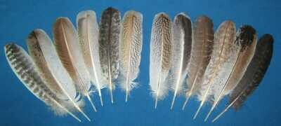 9-11" Secondary Wings