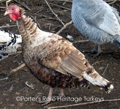 Mottled Brown Winged Auburn- Genotype (b&#39;b&#39; cmcm ee/e-)