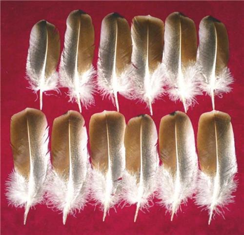 Sweetgrass Wing Coverts