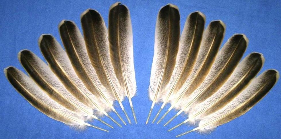 Sweetgrass Wings