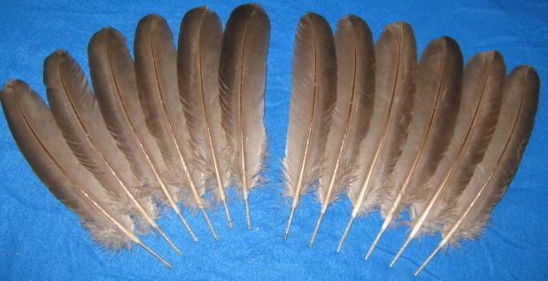 Chocolate Wings