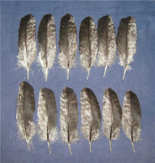 Silver Dapple Wing Coverts