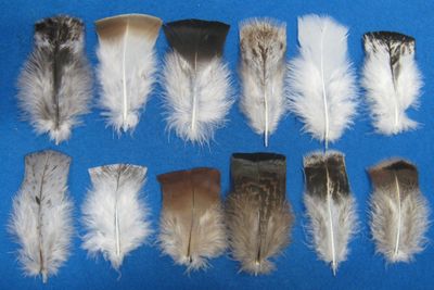 2-4 Inch Body Cover Feathers