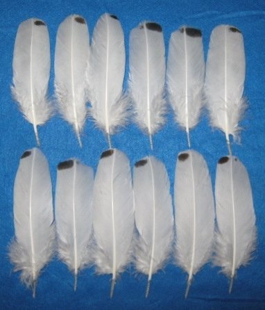 Tipped Royal Palm Wing Coverts