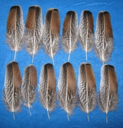 Tiger Red Bronze Wing Coverts
