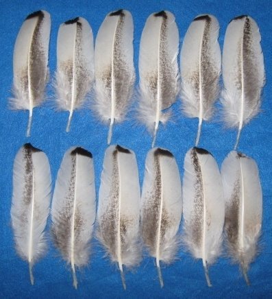 Rusty Palm Wing Coverts