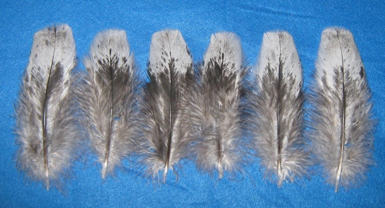 Black Mottled Shoulder Feathers