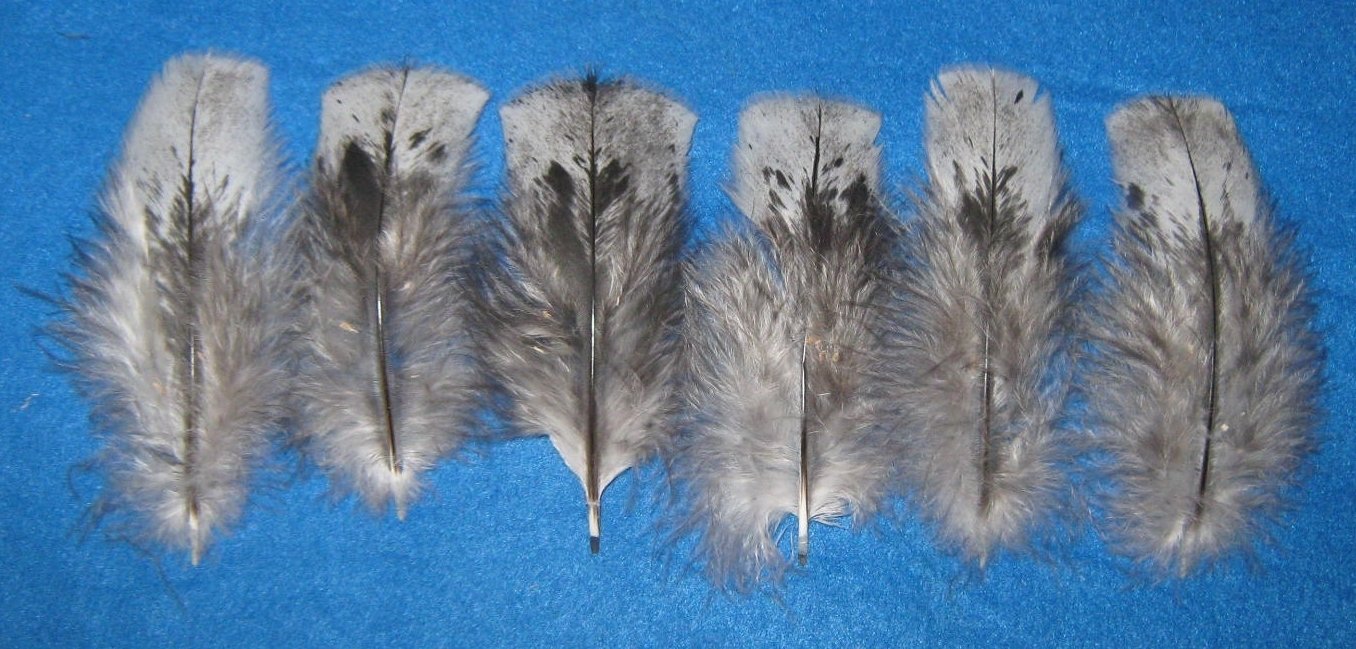 Black Mottled Body Feathers, 4-6"