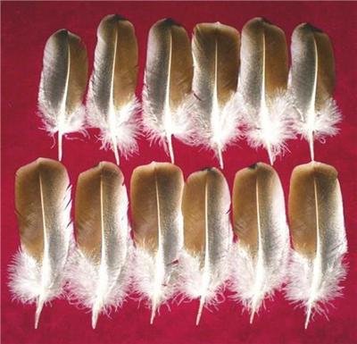 Sweetgrass Wing Coverts