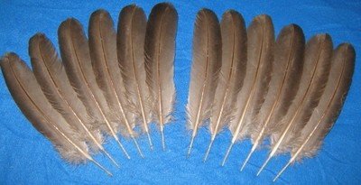 Chocolate Wings