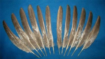 Marbled Chocolate Primary Wings