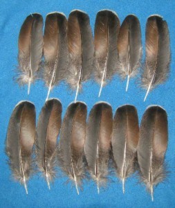 Black Winged Bronze Wing Coverts