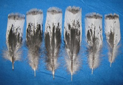Black Mottled Tail Coverts