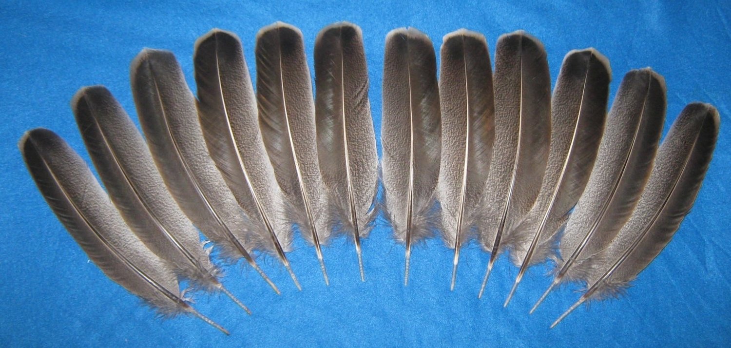 Black Winged Bronze Wings