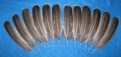 Black Winged Bronze Wings