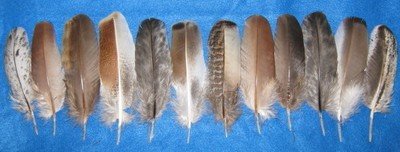 5-7 Inch Wing Coverts