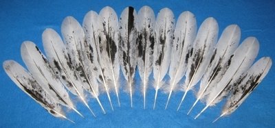 Simulated Eagle Feathers