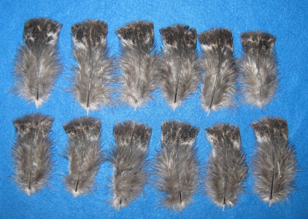 Mottled Rusty Black Body Cover Feathers