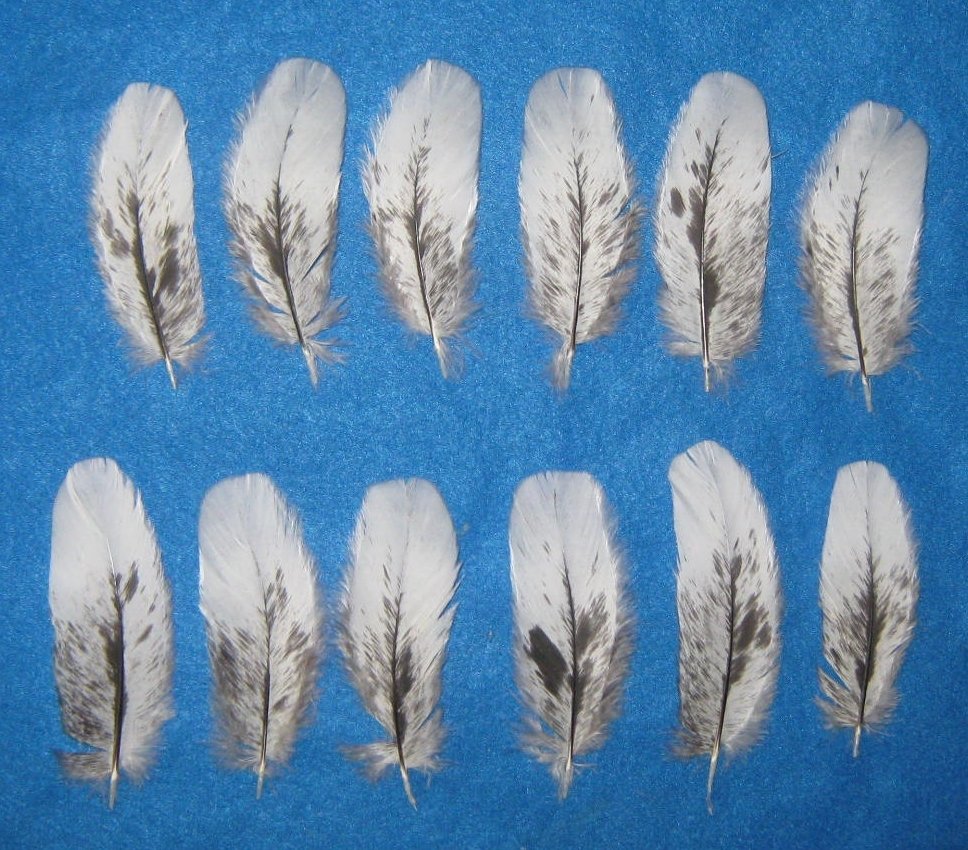 Black Mottled Under Wing