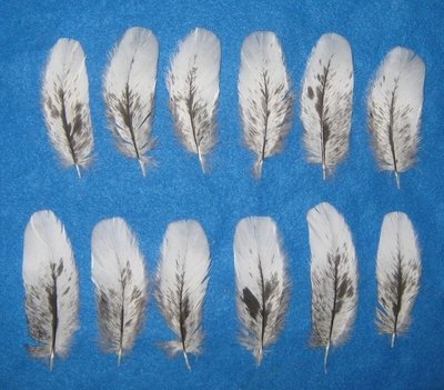 Black Mottled Under Wing