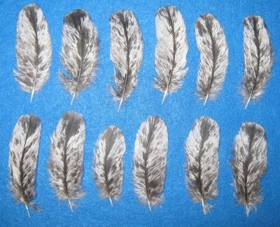 Mottled Silver Under Wing