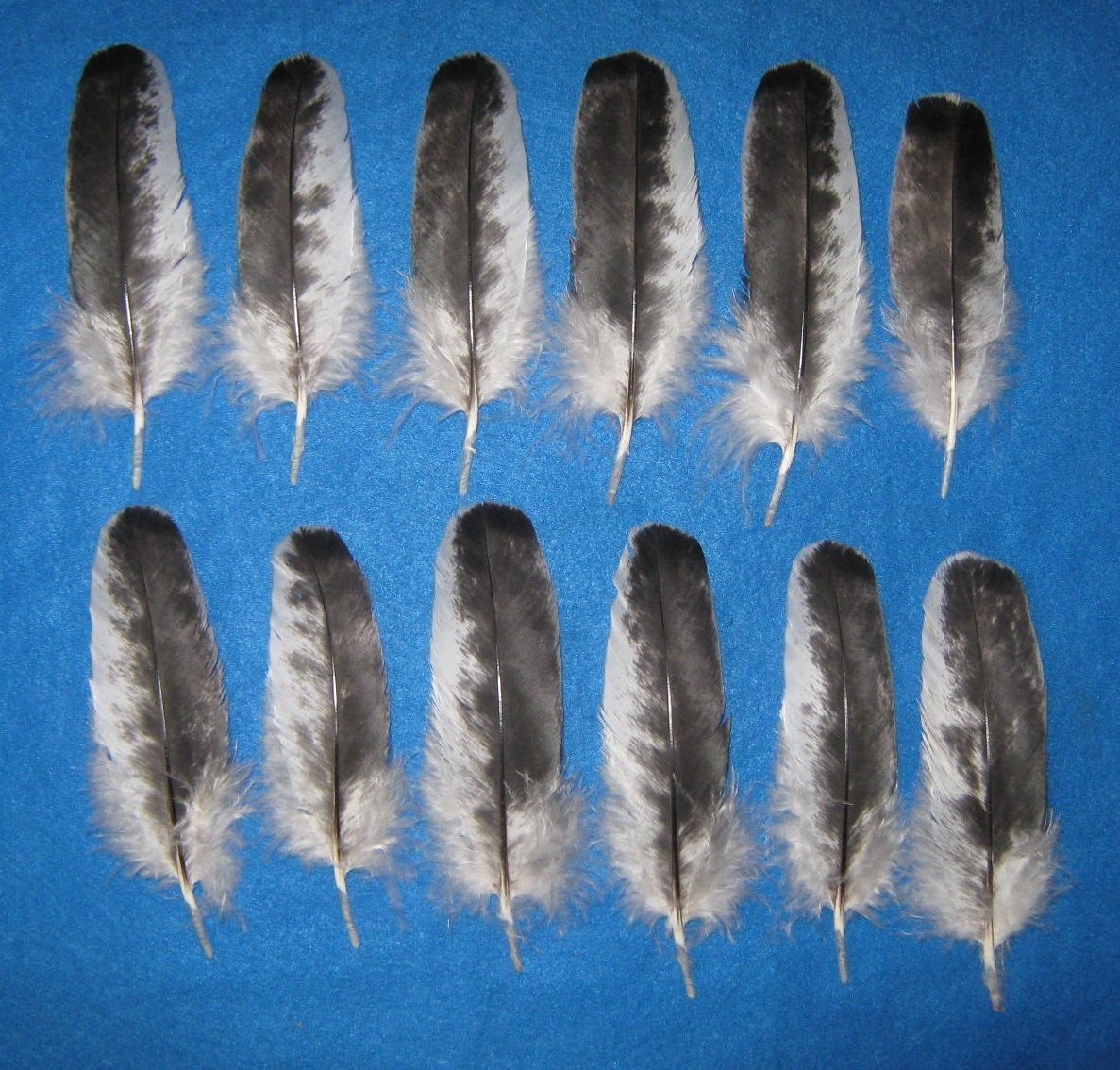 White Sided Gray Wing Coverts