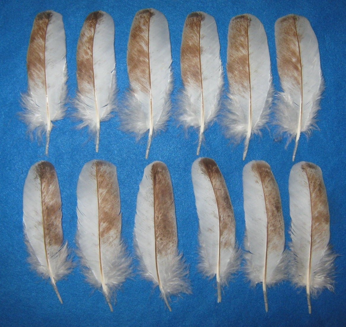 White Sided Rusty Brown Wing Coverts