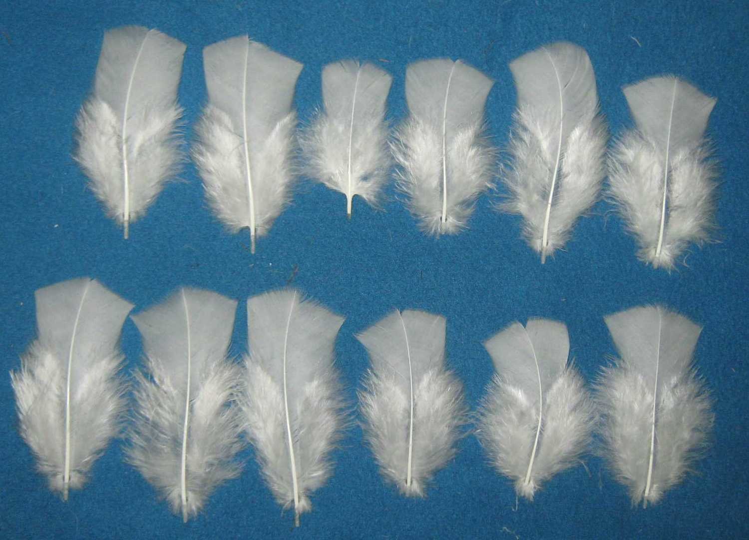 White Body Cover Feathers