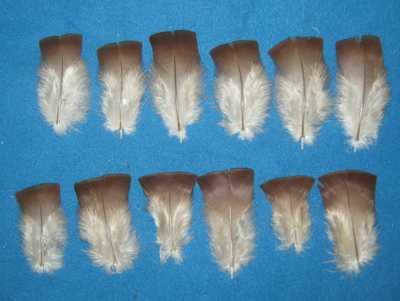 Bourbon Red Body Cover Feathers