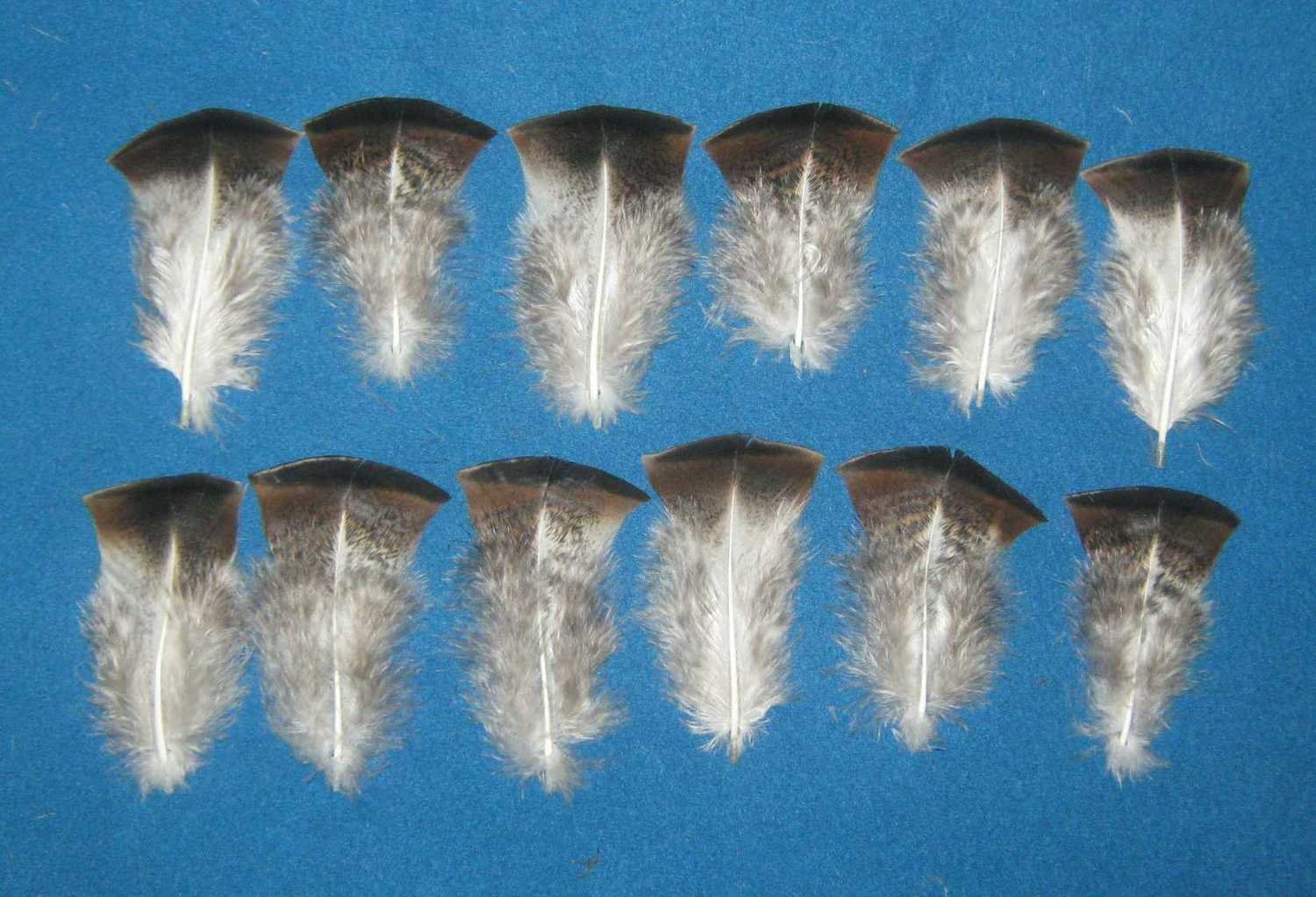 Sweetgrass Body Cover Feathers