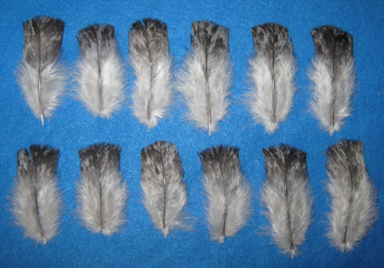 Marbled Slate Body Cover Feathers