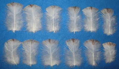 Mottled Red Body Cover Feathers