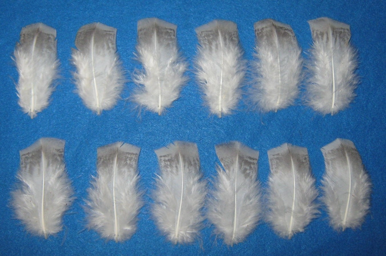 Pencilled Slate Body Cover Feathers