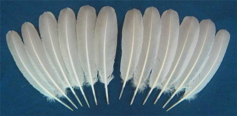 White Secondary Wings