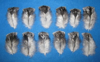 Black Mottled Body Cover Feathers, 2-4&quot;