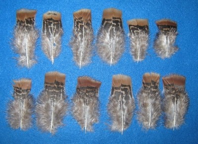 Tiger Red Bronze Body Cover Feathers