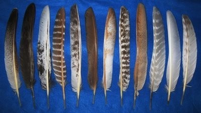 15-17 Inch Primary Wing Feathers