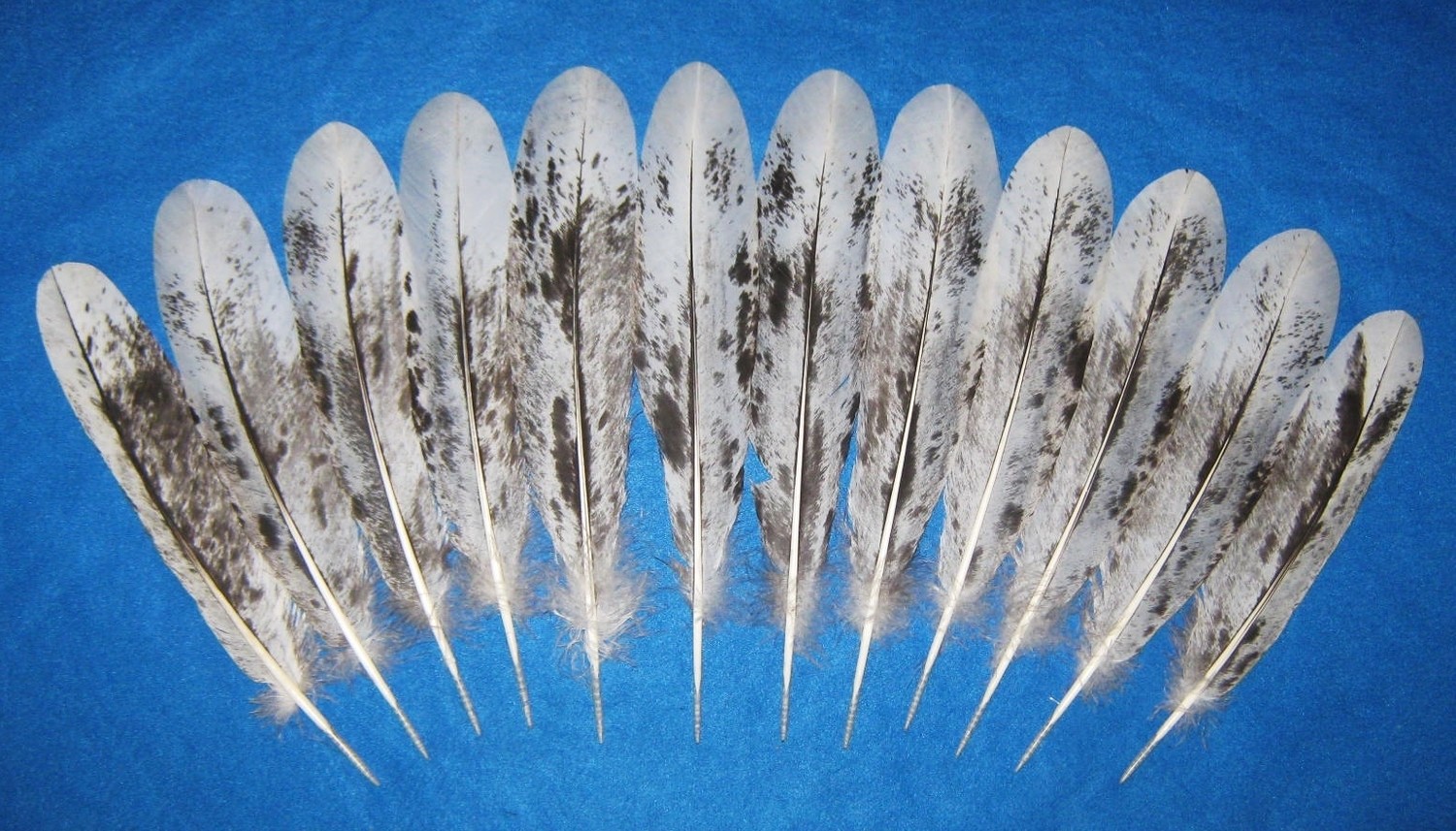 13-15&quot; Salt n Pepper Black Mottled Tail Feathers