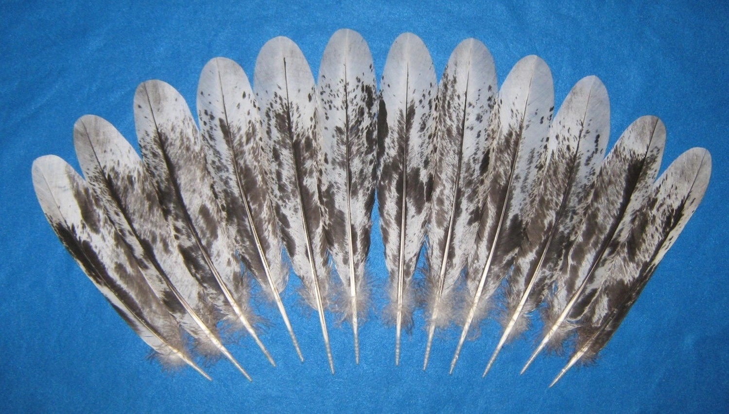 13-15&quot; Medium Black Mottled Tail Feathers