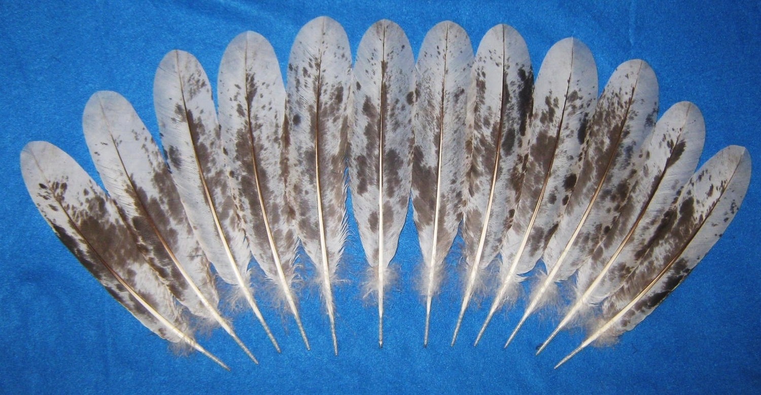 10-12" Medium Chocolate Mottled Tail Feathers