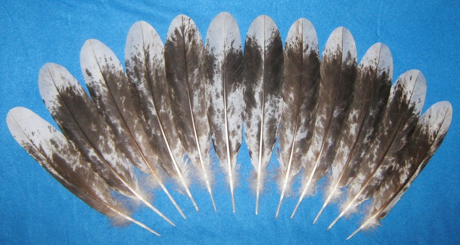 10-12" Dark Chocolate Mottled Tail Feathers