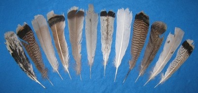 10-12 &quot; Second Quality Tails