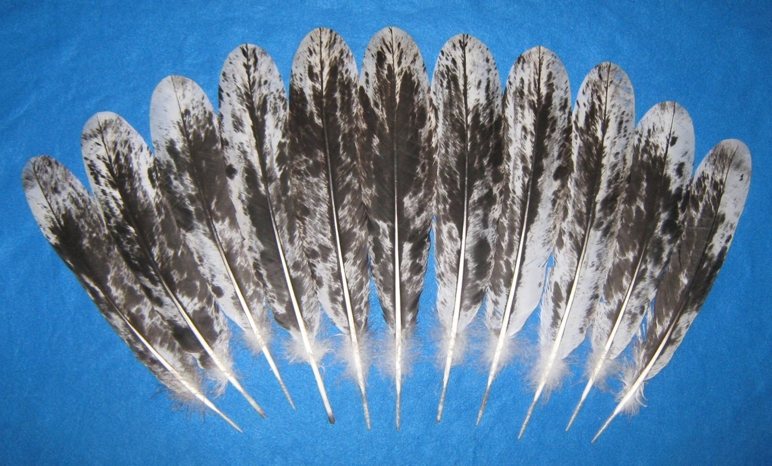 13-15" Dark Black Mottled Tail Feathers